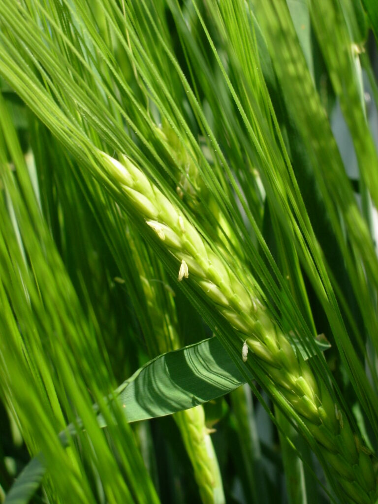 Gerste Blüte Gerste Blüte
