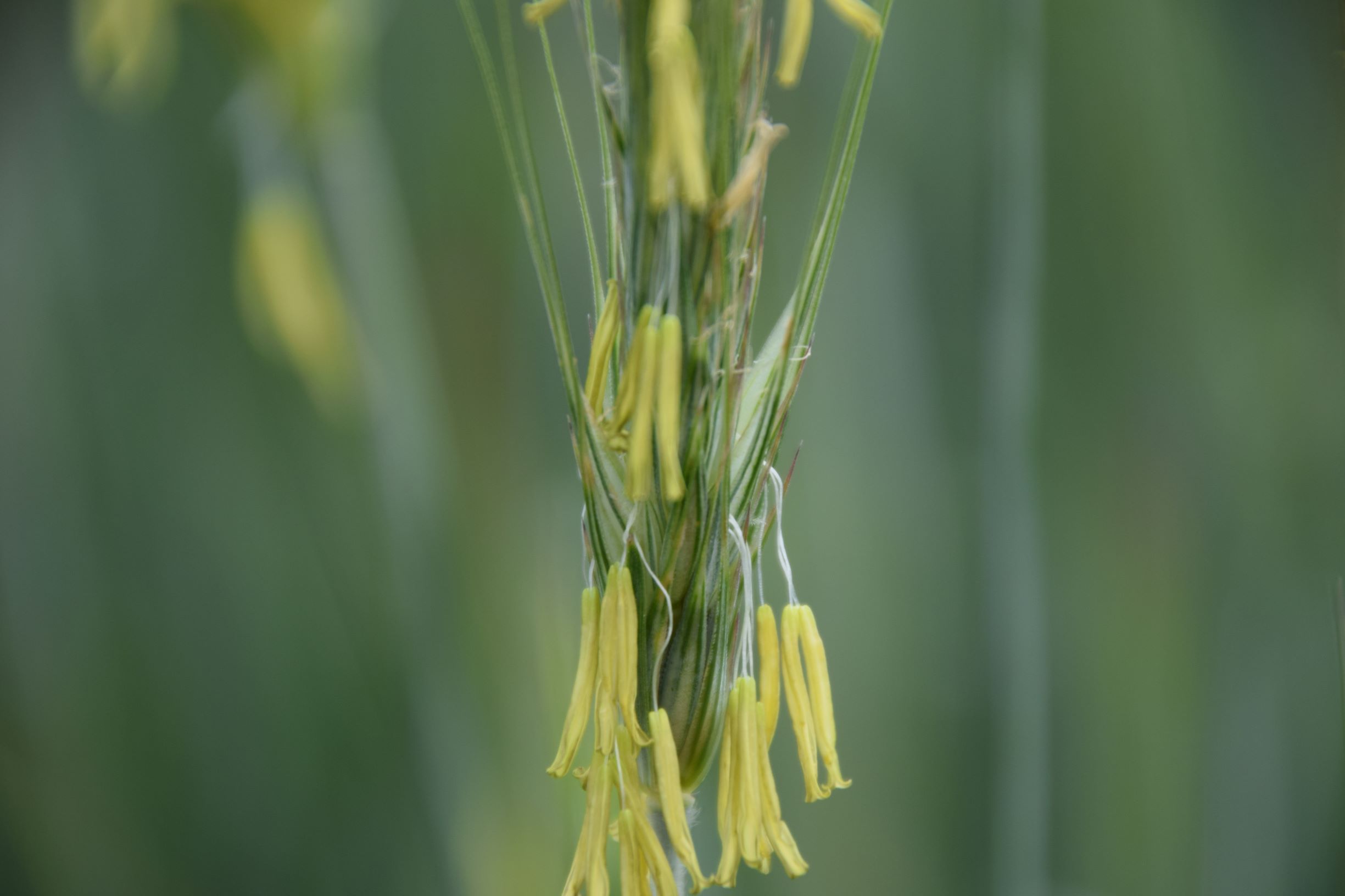 Roggenblüte nah