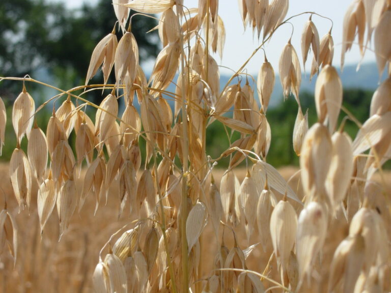 winter oats Saatzucht Edelhof