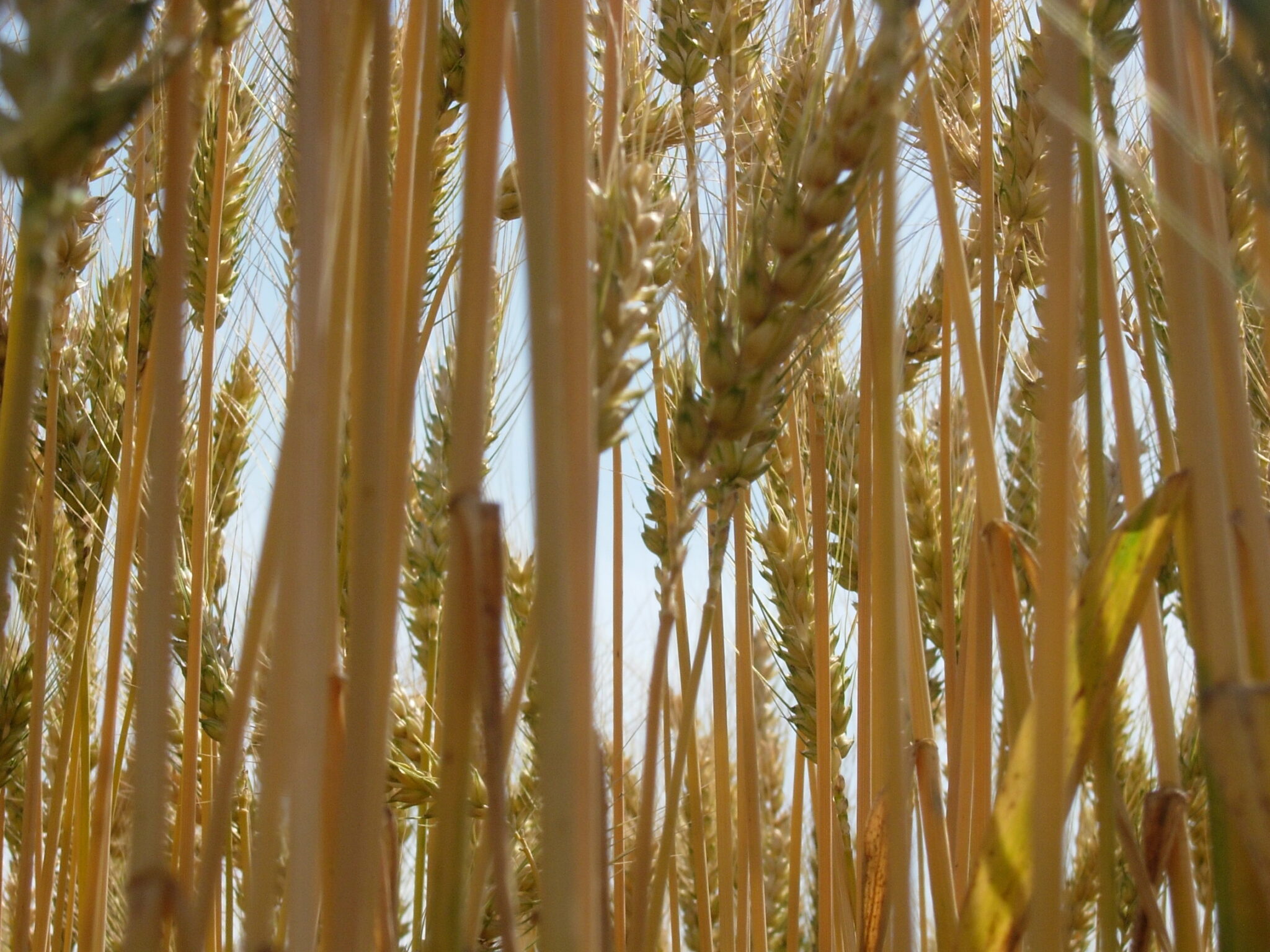 winter wheat | Saatzucht Edelhof