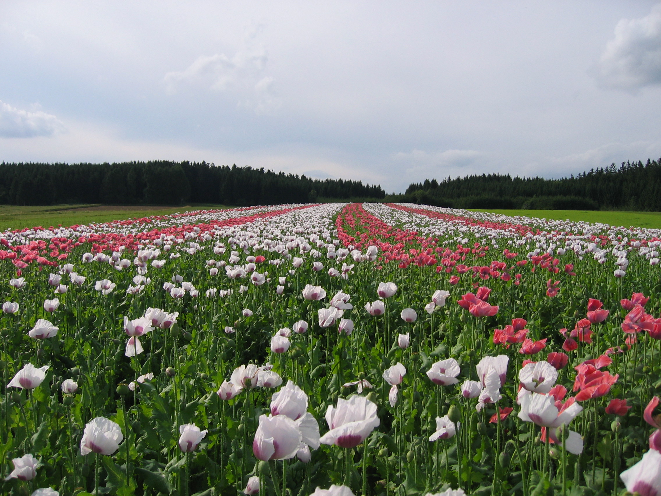 Sommermohn | Saatzucht Edelhof