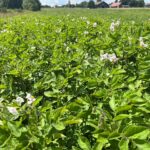 Bio-Kartoffel einzelne blühen